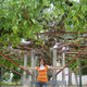 Nastasya, 36